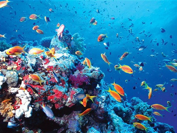 Requieren plan maestro para conservación de biodiversidad marina en Vietnam ảnh 1 Requieren plan maestro para conservación de biodiversidad marina en Vietnam ảnh 1
