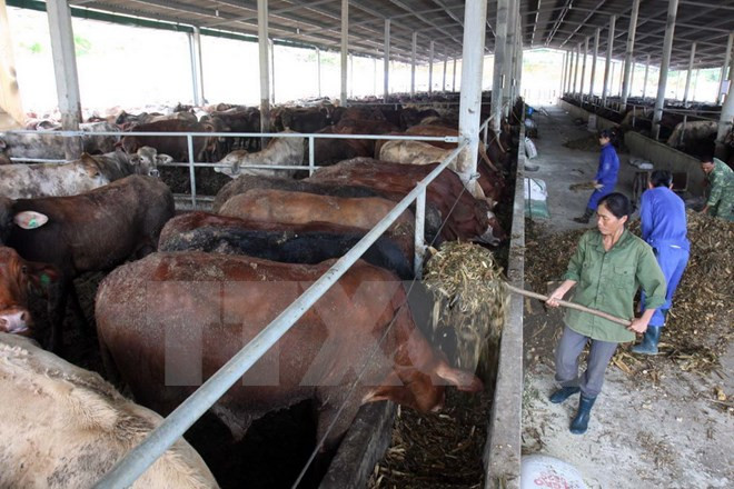Empresas japoneses interesadas en agricultura vietnamita ảnh 1 Empresas japoneses interesadas en agricultura vietnamita ảnh 1