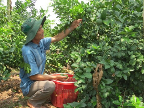 Vietnam exporta limones a Sudcorea ảnh 1