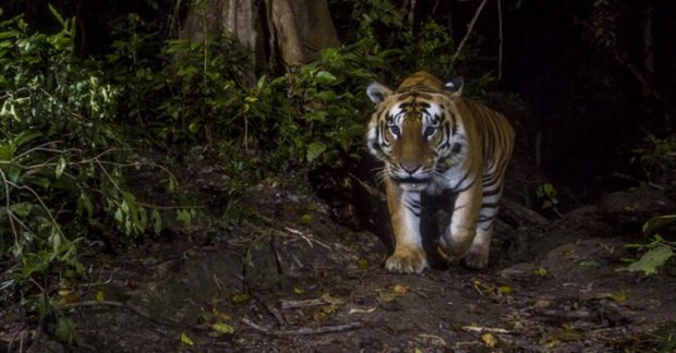 WWF: Los tigres podrían desaparecer en Laos ảnh 1