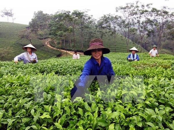 Té aromatizado B'lao de provincia vietnamita de Lam Dong ảnh 1