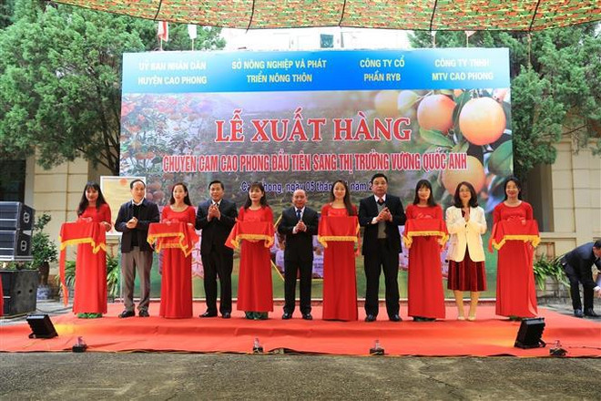 Exportan primer lote de naranjas Cao Phong al Reino Unido ảnh 2