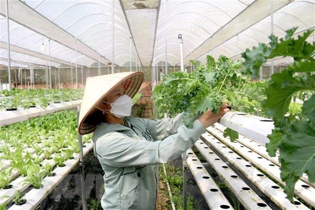 Aprueban proyecto de apoyo a cooperativas dirigidas por mujeres en Vietnam ảnh 1 Aprueban proyecto de apoyo a cooperativas dirigidas por mujeres en Vietnam ảnh 1