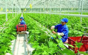 Vietnam impulsa construcción de zonas rurales inteligentes ảnh 1