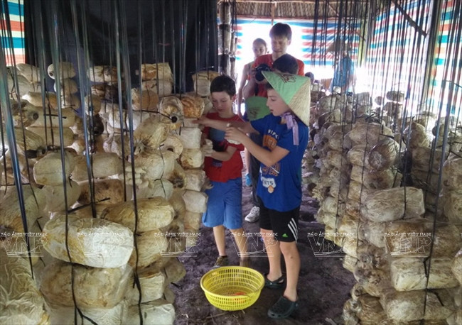 Visitantes extranjeros aprenden a ser agricultores vietnamitas ảnh 5 Visitantes extranjeros aprenden a ser agricultores vietnamitas ảnh 5
