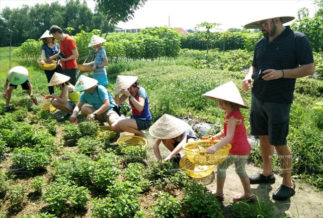 Visitantes extranjeros aprenden a ser agricultores vietnamitas ảnh 6 Visitantes extranjeros aprenden a ser agricultores vietnamitas ảnh 6