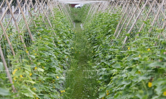 Visitantes extranjeros aprenden a ser agricultores vietnamitas ảnh 1 Visitantes extranjeros aprenden a ser agricultores vietnamitas ảnh 1