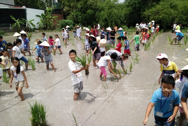 Visitantes extranjeros aprenden a ser agricultores vietnamitas ảnh 3 Visitantes extranjeros aprenden a ser agricultores vietnamitas ảnh 3