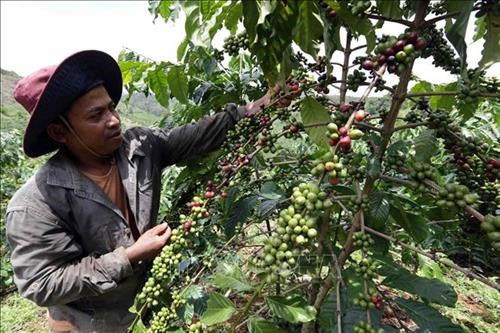 Provincia de Dak Nong acogerá Día de Café vietnamita en diciembre ảnh 1 Provincia de Dak Nong acogerá Día de Café vietnamita en diciembre ảnh 1