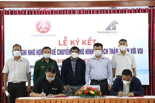 Unen esfuerzos para proteger a elefantes en provincia altiplana de Vietnam ảnh 2 Unen esfuerzos para proteger a elefantes en provincia altiplana de Vietnam ảnh 2