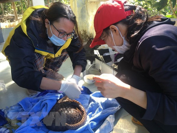 Rescatan animales en peligro de extinción en el Parque Nacional Cuc Phuong de Vietnam ảnh 1 Rescatan animales en peligro de extinción en el Parque Nacional Cuc Phuong de Vietnam ảnh 1