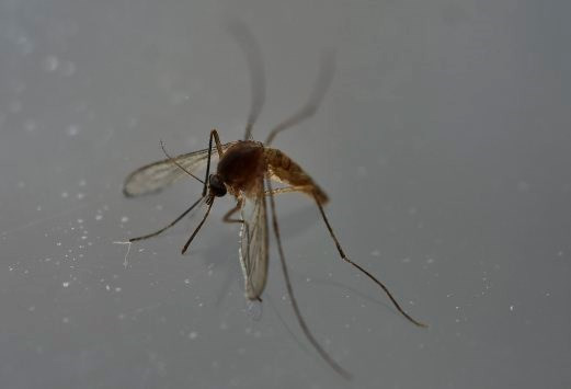 Tailandia investiga posibles casos de microcefalia por Zika ảnh 1 Tailandia investiga posibles casos de microcefalia por Zika ảnh 1