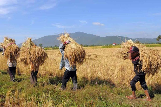 Exportaciones agrícolas de Camboya presentan resultados alentadores ảnh 1