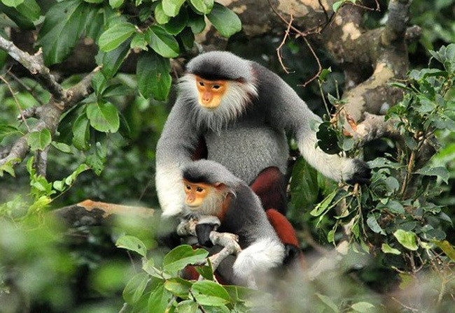 Liberan un douc, especie endémica amenaza en la naturaleza de Vietnam ảnh 1 Liberan un douc, especie endémica amenaza en la naturaleza de Vietnam ảnh 1