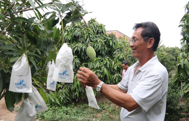 Vietnam, decimotercer productor de mango del mundo ảnh 1
