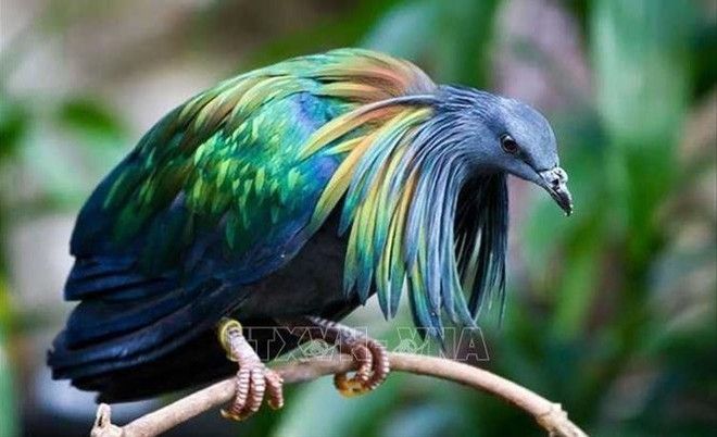 Paloma de Nicobar aparece en Parque Nacional Con Dao de Vietnam ảnh 1 Paloma de Nicobar aparece en Parque Nacional Con Dao de Vietnam ảnh 1