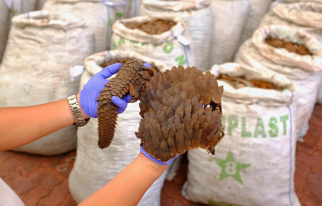 Incautan en Singapur 13 toneladas de escamas de pangolín ảnh 1