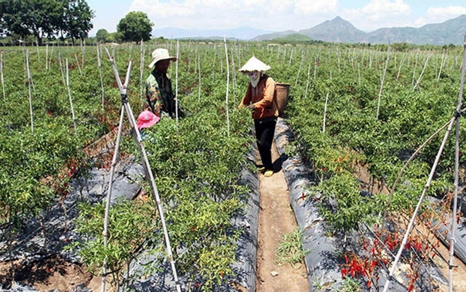 Cultivan chile etnias minoritarias de Vietnam para aumentar ingresos ảnh 1 Cultivan chile etnias minoritarias de Vietnam para aumentar ingresos ảnh 1