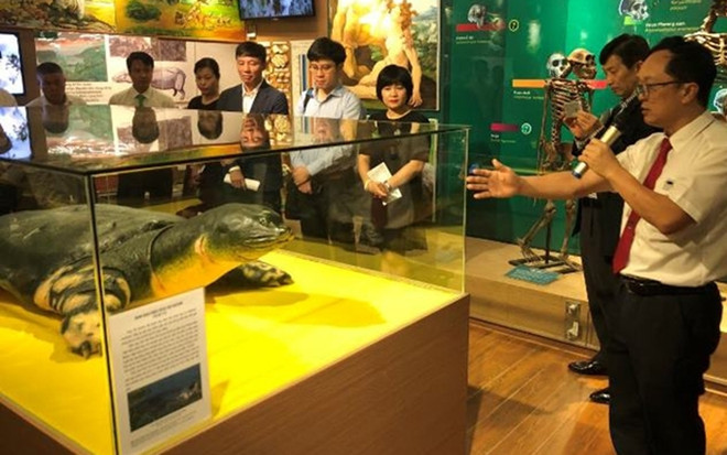 Exhiben en Vietnam copia de la tortuga sagrada del lago Hoan Kiem ảnh 1