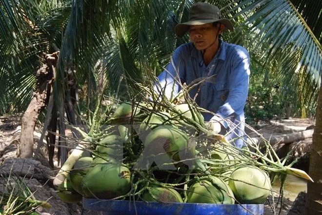  Registra provincia vietnamita de Ben Tre altos ingresos por exportaciones ảnh 1