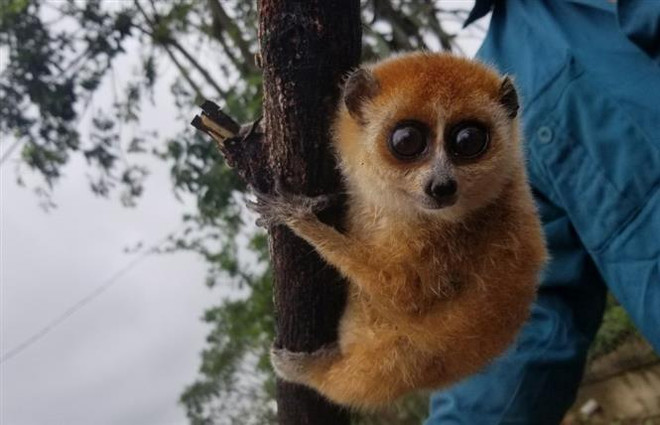 Descubren ejemplares de loris en provincia vietnamita ảnh 1 Descubren ejemplares de loris en provincia vietnamita ảnh 1