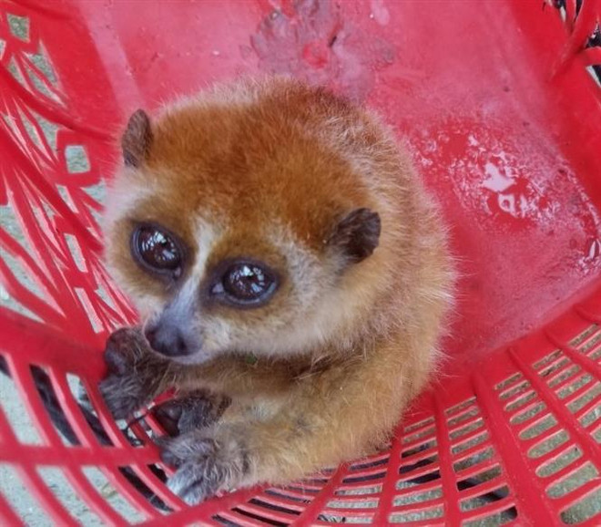 Descubren ejemplares de loris en provincia vietnamita ảnh 2 Descubren ejemplares de loris en provincia vietnamita ảnh 2