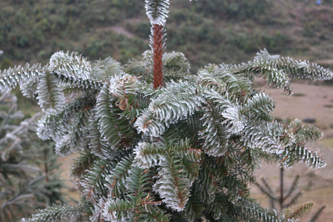 Cubre hielo blanco la meseta rocosa de Dong Van en Vietnam ảnh 1 Cubre hielo blanco la meseta rocosa de Dong Van en Vietnam ảnh 1