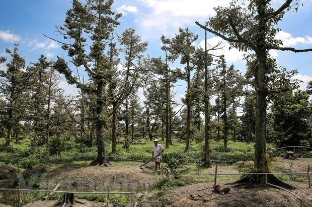 Provincias vietnamitas en el delta del Mekong afrontarán intrusión salina ảnh 1 Provincias vietnamitas en el delta del Mekong afrontarán intrusión salina ảnh 1