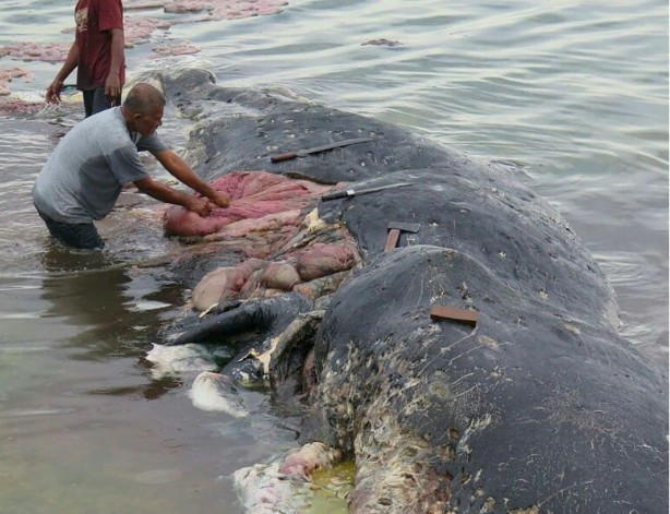 Encuentran en Indonesia cadáver de ballena con seis kilos de plástico en su estómago ảnh 1 Encuentran en Indonesia cadáver de ballena con seis kilos de plástico en su estómago ảnh 1