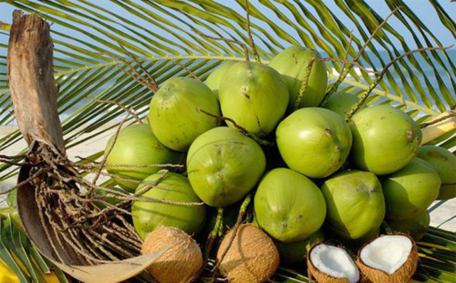 Empresa vietnamita mira a mercados foráneos con nueva planta de procesadora de coco ảnh 1 Empresa vietnamita mira a mercados foráneos con nueva planta de procesadora de coco ảnh 1