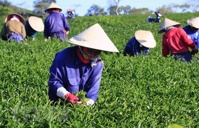 Exportación de té de Vietnam alcanzaría 145 mil toneladas en 2018 ảnh 1 Exportación de té de Vietnam alcanzaría 145 mil toneladas en 2018 ảnh 1