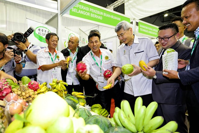 Malasia busca modernizar agricultura ảnh 1 Malasia busca modernizar agricultura ảnh 1