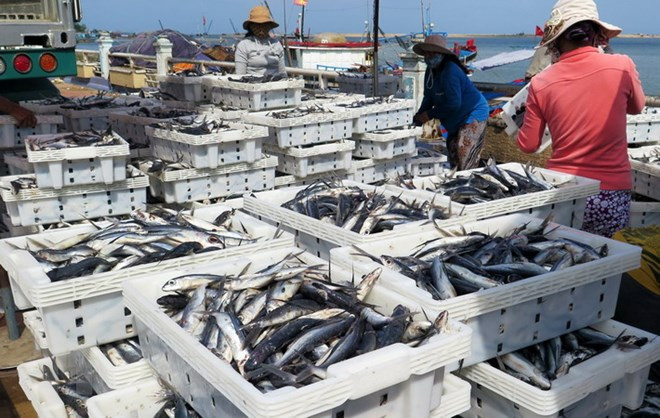 Vietnam produce por primera vez máquina para hacer hielo de agua salada ảnh 1