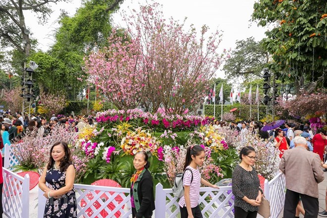 Urbe vietnamita de Da Lat se embellecerá con flores de cerezo de Japón ảnh 1 Urbe vietnamita de Da Lat se embellecerá con flores de cerezo de Japón ảnh 1