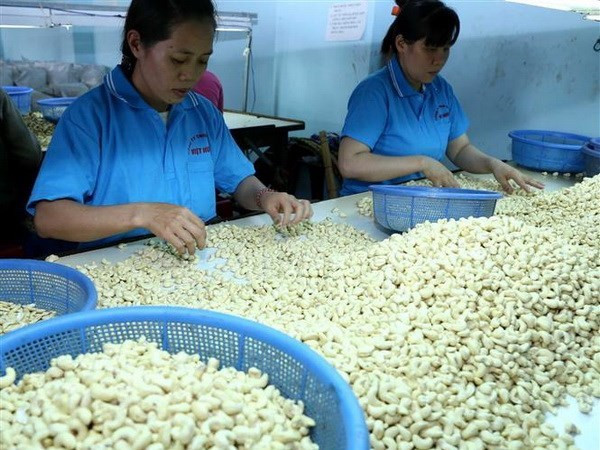 Vietnam necesita reestructurar la producción de anacardo, según expertos ảnh 1 Vietnam necesita reestructurar la producción de anacardo, según expertos ảnh 1