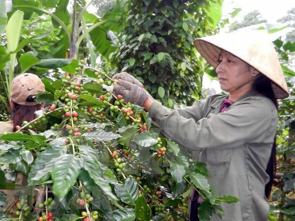Australia respalda a provincia altiplana vietnamita en cultivo de pimienta y café ảnh 1 Australia respalda a provincia altiplana vietnamita en cultivo de pimienta y café ảnh 1