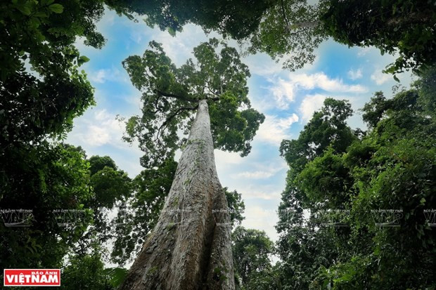 Presidente vietnamita insta a defender valores del Parque Nacional Cuc Phuong ảnh 1 Presidente vietnamita insta a defender valores del Parque Nacional Cuc Phuong ảnh 1