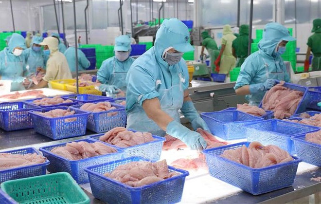 Exportaciones acuícolas de Vietnam superan los 10 mil millones de dólares ảnh 1 Exportaciones acuícolas de Vietnam superan los 10 mil millones de dólares ảnh 1