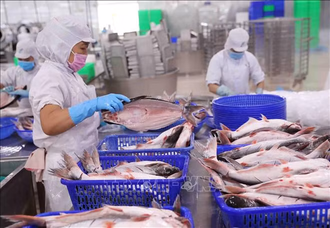 Pescado Tra, rubro de exportación con mayor crecimiento ảnh 1