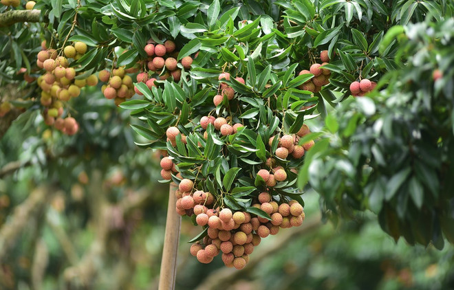Bac Giang construye marcas de productos agrícolas para expandir mercado ảnh 2 Bac Giang construye marcas de productos agrícolas para expandir mercado ảnh 2