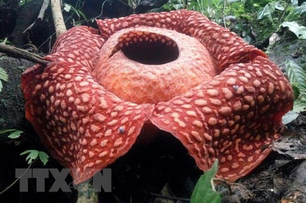 Descubren en Indonesia la flor más grande en el mundo ảnh 1 Descubren en Indonesia la flor más grande en el mundo ảnh 1