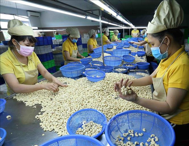En alza exportaciones de anacardo de Vietnam en 2019 ảnh 1 En alza exportaciones de anacardo de Vietnam en 2019 ảnh 1