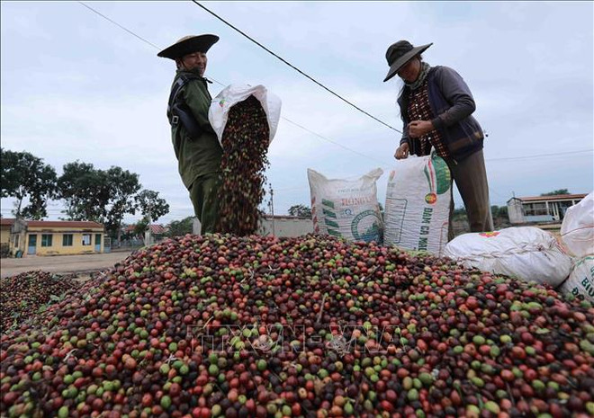 Precio de café vietnamita reporta aumento fuerte ảnh 2 Precio de café vietnamita reporta aumento fuerte ảnh 2