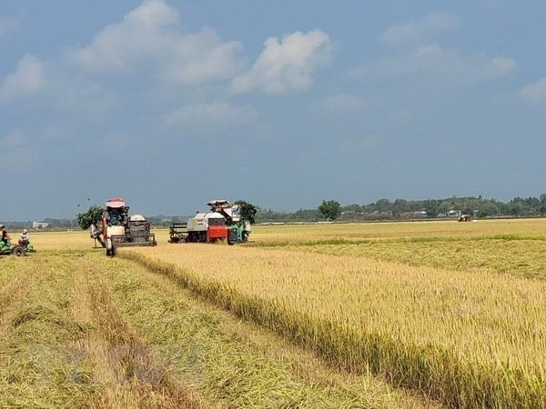 Aprueban Estrategia para desarrollo del mercado de exportación arrocera de Vietnam hasta 2030 ảnh 1 Aprueban Estrategia para desarrollo del mercado de exportación arrocera de Vietnam hasta 2030 ảnh 1