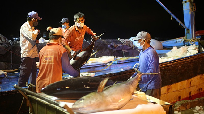 Vietnam por elevar conciencia sobre desarrollo sostenible de pesca ảnh 2 Vietnam por elevar conciencia sobre desarrollo sostenible de pesca ảnh 2