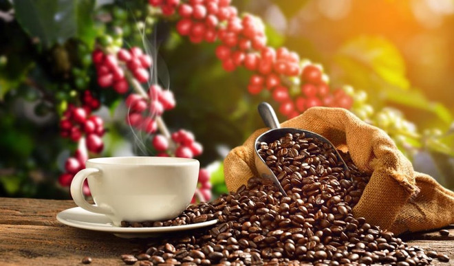 Precio de café vietnamita reporta aumento fuerte ảnh 1 Precio de café vietnamita reporta aumento fuerte ảnh 1