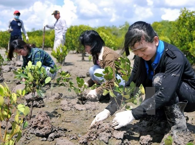 Inician proyecto de gestión de forestación sostenible en Vietnam ảnh 1