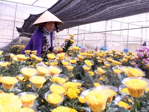 Da Lat establecerá centro comercial de flores ảnh 1