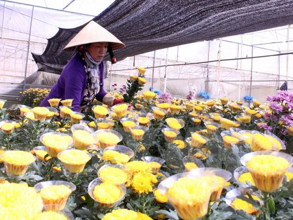 Proponen establecer centros de comercio de flores en ciudades vietnamitas ảnh 1 Proponen establecer centros de comercio de flores en ciudades vietnamitas ảnh 1