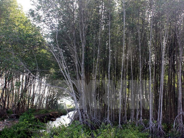 Asistencia japonesa a provincia vietnamita en desarrollo forestal sostenible ảnh 1